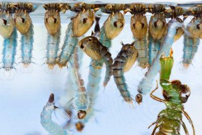 bassin de jardin et moustiques